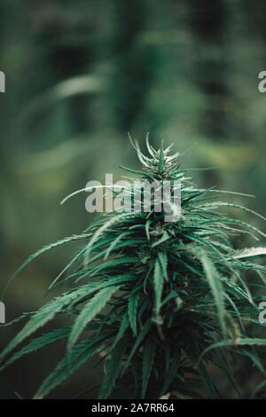 Cannabis pflanze Knospe Makro Nahaufnahme Stockfoto
