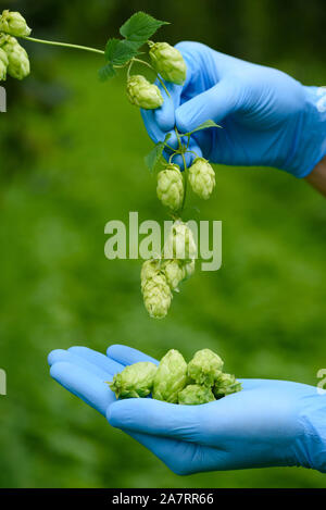 Hopfen Kegel in Wissenschaftler Hände hop yard Inspektion für die Ernte Bier Produktion bereit. Humulus lupulus. Stockfoto