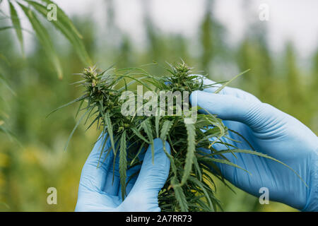 Wissenschaftler arbeiten in einem Feld Kontrolle Cannabis marihuana Hanf Blumen Blüten und Pflanzen Stockfoto