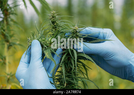 Wissenschaftler arbeiten in Handschuhe in Marihuana hanf Feldprüfung cannabis Blumen Blüten und Pflanzen Stockfoto