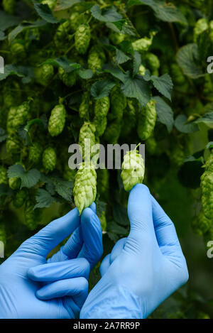 Wissenschaftler zeigen zwei Hops Kegel in die Hände auf hop Yard für die Bierherstellung. Stockfoto