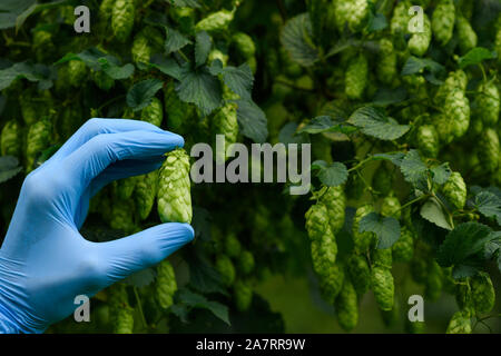 Hopfen Kegel in Wissenschaftler Hand auf hop Yard für die Bierherstellung Stockfoto