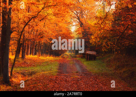 Herbst Wald Straße mit Logs auf der einen Seite und die warme Sonne scheint durch goldenen Laub. Stockfoto