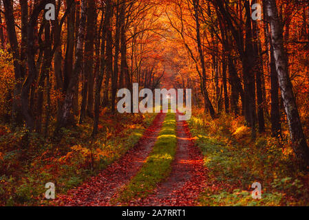 Herbst Wald am nebligen Morgen mit Strahlen der warmen Sonne Licht über die Filialen auf Gold fallen lässt. Stockfoto