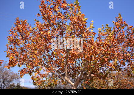 Herbst Farben - Platanus hispanica seine Blätter im Herbst werfen Stockfoto