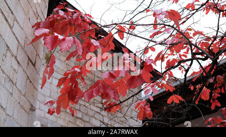 Zweigniederlassungen von Paradies Apple im Herbst Stockfoto