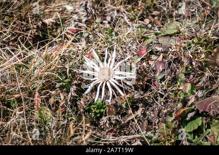 Detaillierte Nahaufnahme von einem einzigen weißen Carline Disteln (Carlina acaulis) blühen in den italienischen Alpen im Herbst Stockfoto