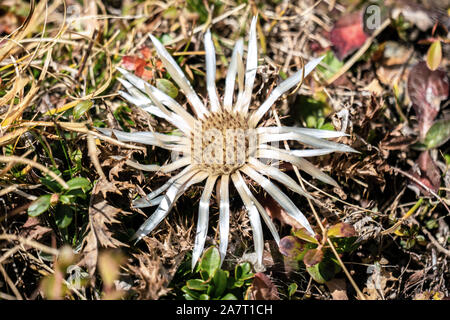 Detaillierte Nahaufnahme von einem einzigen weißen Carline Disteln (Carlina acaulis) blühen in den italienischen Alpen im Herbst Stockfoto