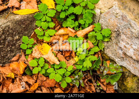 Schöllkraut, Chelidonium majus, heilpflanze an einem alten Schloss Wand mit Gefallenen herbstliche bemalten Blätter Stockfoto