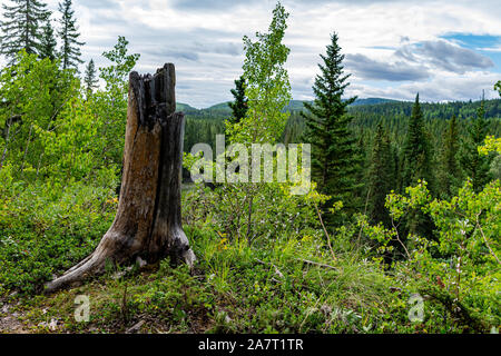 Großen Baumstumpf vor einem Blick auf den schönen grünen Bäumen, Pinien und Tal Landschaft mit einem weißen, flauschigen bewölkten Himmel. Stockfoto
