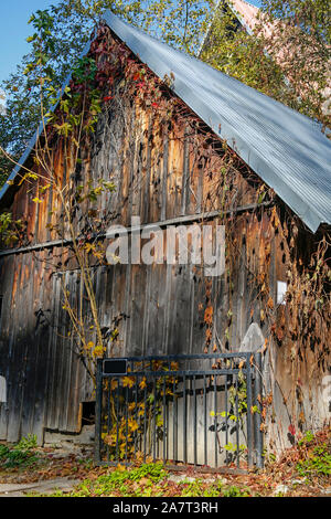 Fassade der hölzernen Scheune mit Efeu im Herbst Landschaft abgedeckt Stockfoto