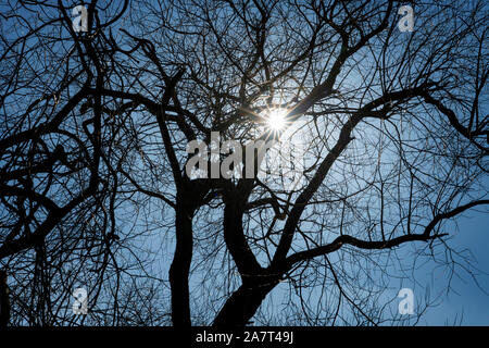 Willow, Weserbergland, Nordrhein-Westfalen, Hessen, Deutschland Stockfoto