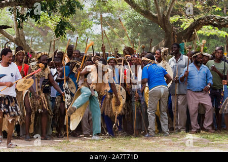 Eine Prozession von Gesang und Tanz Zulu Männer, einige in der traditionellen Kleidung der tierischen Haut Schürzen und Stirnbänder, mit traditionellen Waffen wie knobkierie. Stockfoto