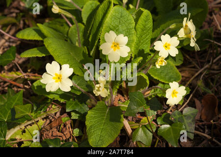 Nahaufnahme der Primula vulgaris (Primel) auf dem Waldboden in Devon Stockfoto