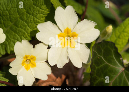 Nahaufnahme der Primula vulgaris (Primel) auf dem Waldboden in Devon Stockfoto