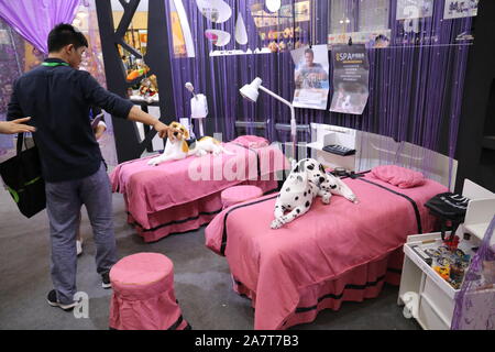 Pet-Liebhaber Herde zu sehen süße Haustiere an der Pet-Messe Asien 2019, das ist der 22. des Fairen, beginnt in Shanghai, China, 21. August 2019. *** Lokale Capti" Stockfoto