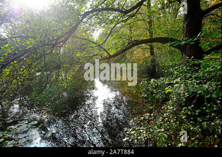 Herbstliche See mit umgebenden Bäume, chiddingstone, Kent, England Stockfoto