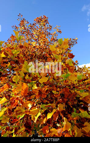 Bunte Blätter im Herbst auf blauen Himmel Hintergrund Stockfoto