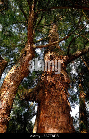 japanische Zedernbaumstämme, kent, england Stockfoto