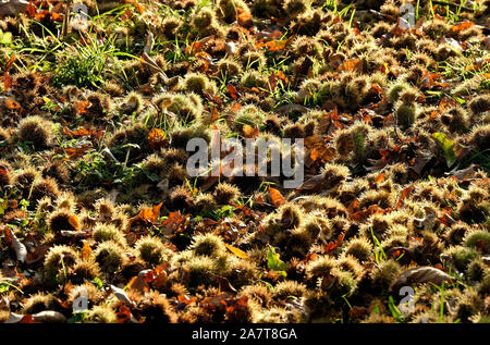 Stachelige Kastanie Samenkapseln auf herbstlichen Boden Stockfoto