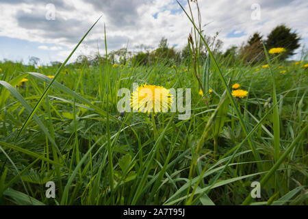 Löwenzahn Taraxacum officinale lateinischer Name in einem üppig bewachsenen Garten voller Unkraut oder Wiese Stockfoto