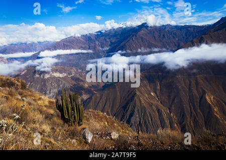 Der Colca Canyon ist eine Schlucht des Colca River im Süden Perus und liegt etwa 160 Kilometer (99 Meilen) nordwestlich von Arequipa. Stockfoto