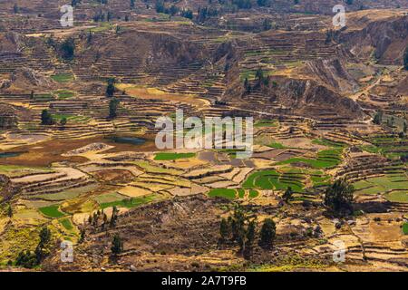 Der Colca Canyon ist eine Schlucht des Colca River im Süden Perus und liegt etwa 160 Kilometer (99 Meilen) nordwestlich von Arequipa. Stockfoto