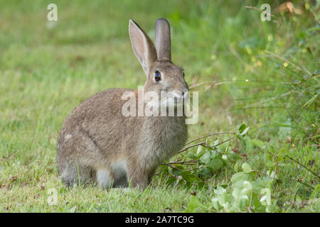 Europäische Kaninchen, Oryctolagus cuniculus, wilde Kaninchen füttern neben Hedge, Sussex, UK Stockfoto