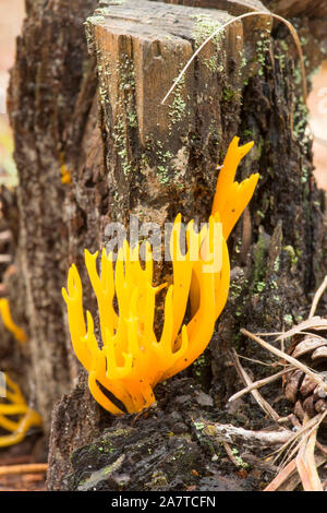 Von gelber Hirsch Horn Pilz wachsen auf baumstumpf Pine Tree, Gelb Staghorn Pilz, Gelb, Hirschhorn Pilz, Calocera viscosa, Sussex, Oktober Stockfoto