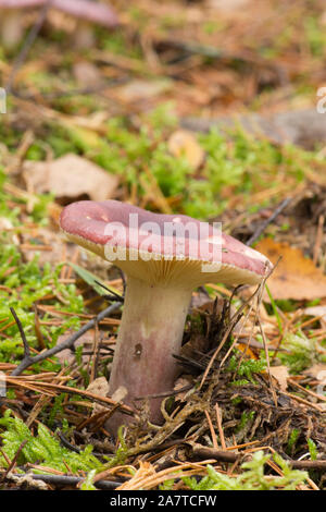 Psathyrella Brittlegill queletii, fruchtig, single lila und violett Fliegenpilz, Pilze, auf Waldboden, Sussex, Oktober Stockfoto