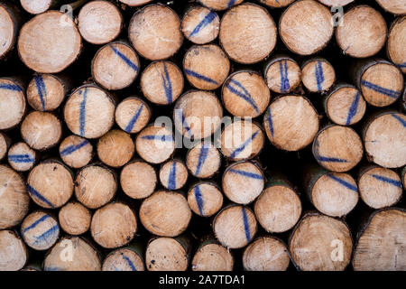 Woodpiles nach Sturmschäden nach dem Zyklon Friederike, 2018, Weserbergland, Hessen, Deutschland, Europa Stockfoto