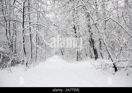 Winter Bäume im flauschigen weißen Schnee bedeckt Stockfoto