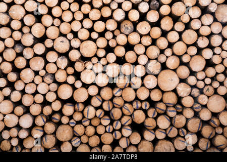 Woodpiles nach Sturmschäden nach dem Zyklon Friederike, 2018, Weserbergland, Hessen, Deutschland, Europa Stockfoto