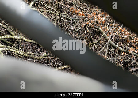 Details, Urwald Urwald Sababurg, Hofgeismar, Weserbergland, Nordrhein-Westfalen, Hessen, Deutschland Stockfoto