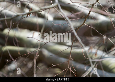 Details, Urwald Urwald Sababurg, Hofgeismar, Weserbergland, Nordrhein-Westfalen, Hessen, Deutschland Stockfoto