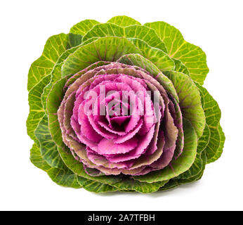 Zierpflanzen kale auf weißem Hintergrund Stockfoto