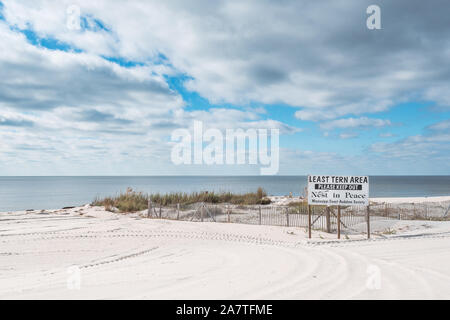 Mindestens tern Nistplatz, sternula antillarum, Mississippi Gulf Coast, USA Stockfoto