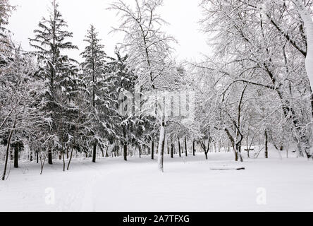 Spuren auf dem weißen Schnee, die zu einem dunklen Wald bedeckt mit Schnee führen. Stockfoto