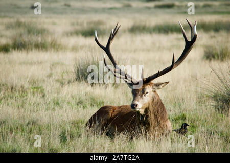 Ein Hirsch im Richmond Park, Großbritannien Stockfoto