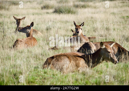 Eine Herde von Rehen in Richmond Park, Großbritannien Stockfoto