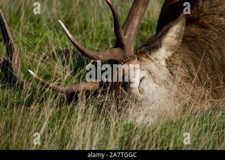 Ein Hirsch schlafen im Richmond Park, Großbritannien Stockfoto