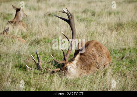 Ein Hirsch schlafen im Richmond Park, Großbritannien Stockfoto