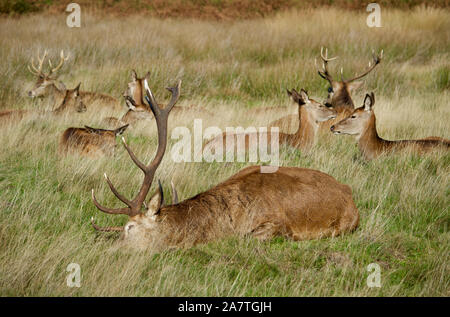 Eine Herde von Rehen in Richmond Park, Großbritannien Stockfoto