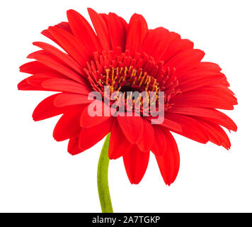 Rote Gerbera Blumen auf weißem Hintergrund Stockfoto