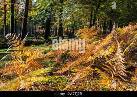 Herbstliche Szene an einem sonnigen Tag im New Forest National Park, Hampshire, England, Großbritannien Stockfoto