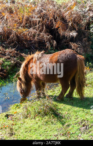 Shetland pony lebenden wilden und trinken aus einem Strom und leben wild im New Forest National Park, Hampshire, England, Großbritannien Stockfoto