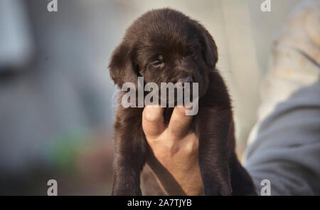 Kleine Labrador Welpe in der Hand gehalten Stockfoto