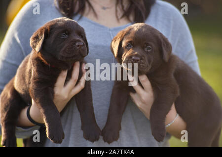 Paar Labrador Welpen in die Arme #2 ist ein Mädchen gehalten Stockfoto