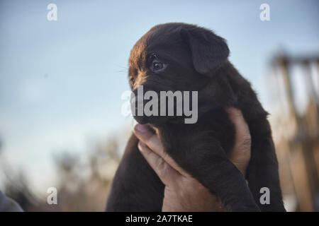 Kleine braune Labrador Welpe in der Hand gehalten Stockfoto