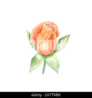 Offene rose bud. Handgezeichneten Aquarell botanischer Illustration. Realistische isoliertes Objekt auf einem weißen Hintergrund für Ihr Design Stockfoto